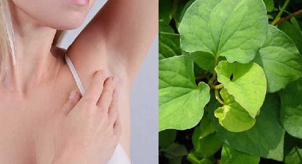 Rau diếp cá trị mụn thịt