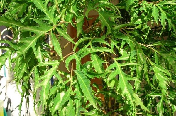 Bài thuốc nam chữa bệnh chàm khô