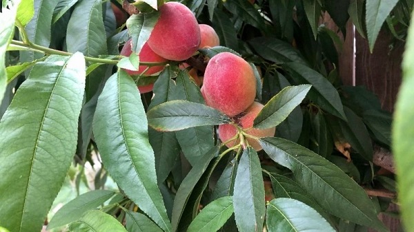 trị bệnh chàm tổ đỉa