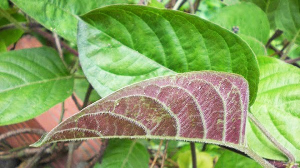triệu chứng của rối loạn tiêu hóa