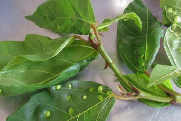 cách trị bệnh trĩ bằng lá sung