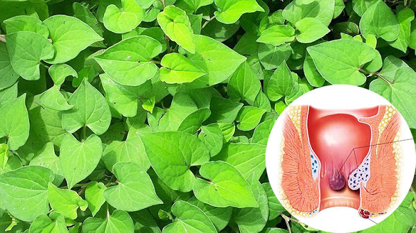 cách chữa bệnh trĩ nội bằng rau diếp cá