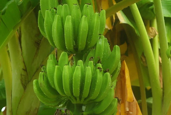 Chuối xanh