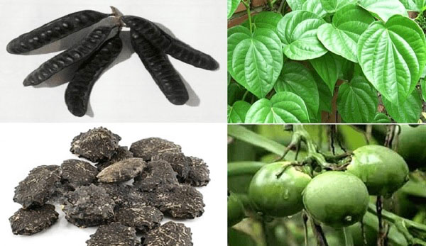 cách chữa bệnh trĩ bằng lá trầu không