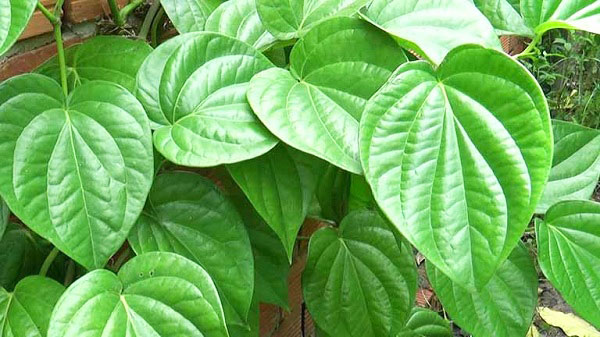 Sử dụng trầu không
