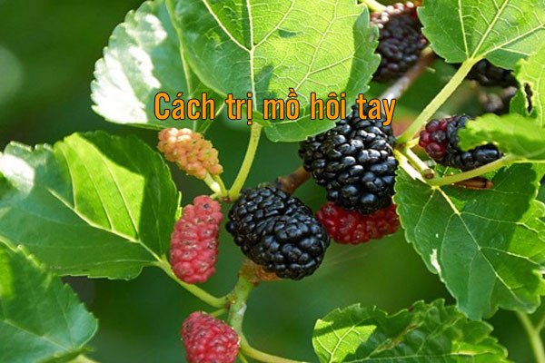 cách chữa ra mồ hôi tay
