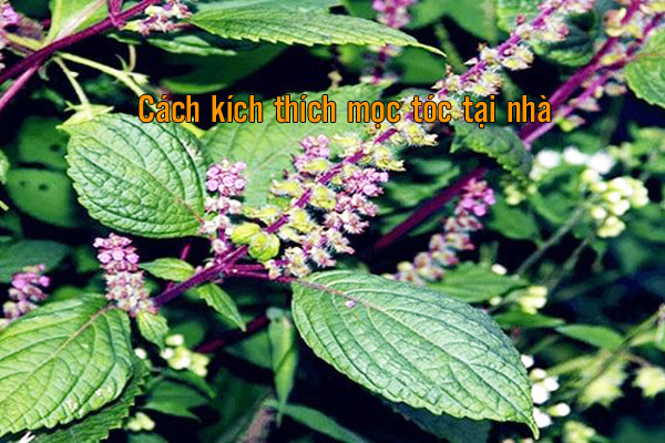 cách kích thích mọc tóc nhanh