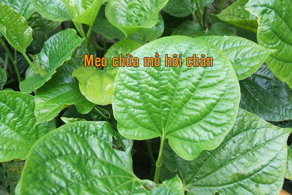 mẹo chữa mồ hôi chân