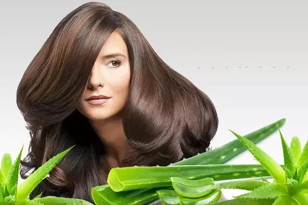 cách trị rụng tóc bằng nha đam