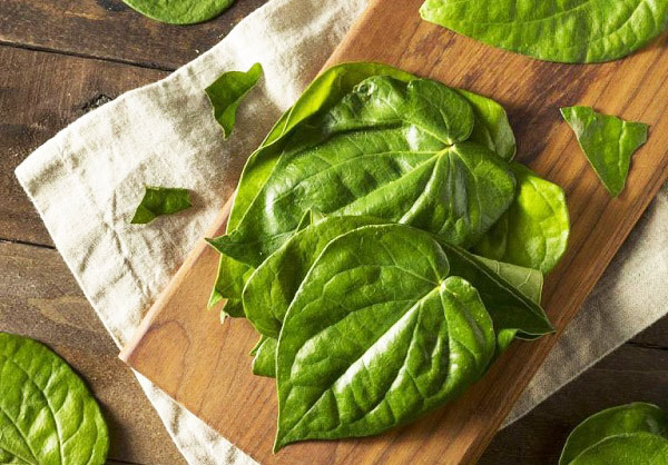 chữa bệnh trĩ bằng lá trầu không