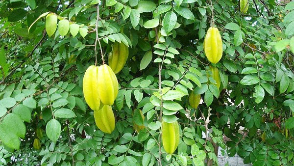 kinh nghiệm chữa rụng tóc từng mảng