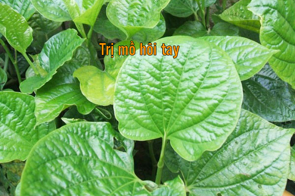 kiểm soát chứng ra mồ hôi tay