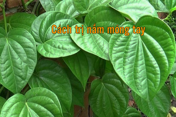 chữa nấm móng tay bằng lá trầu không