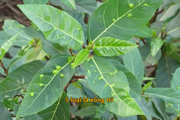 xông trĩ bằng lá sung