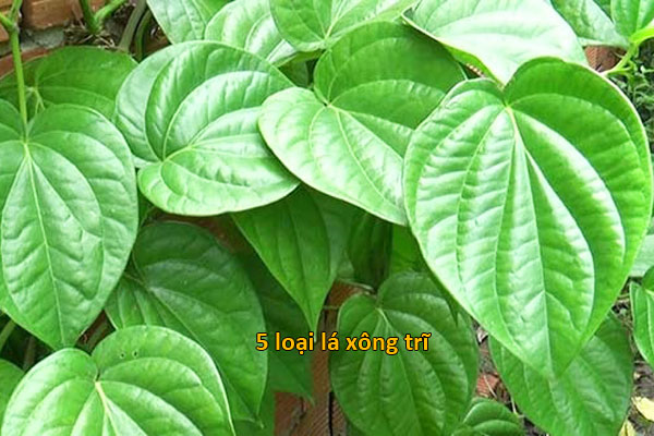 xông trĩ bằng lá trầu
