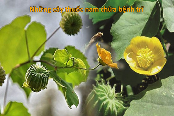 Cây cối xay chữa bệnh trĩ