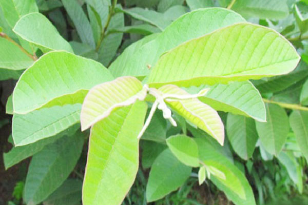 phương pháp điều trị bệnh trĩ hiệu quả nhất