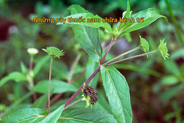 Chữa bệnh trĩ với cây nhọ nồi