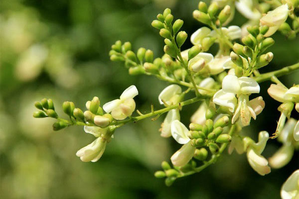 trĩ ngoại độ 1 uống thuốc gì