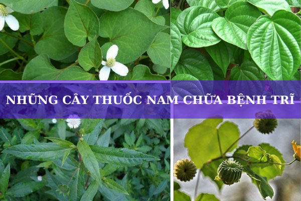 những cây thuốc nam chữa bệnh trĩ