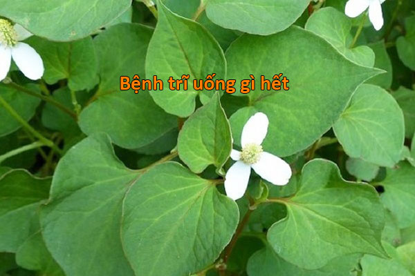 rau gì chữa bệnh trĩ