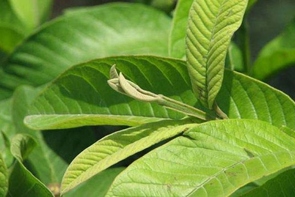 chữa chướng bụng đầy hơi với lá ổi