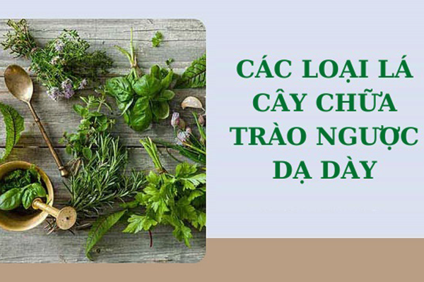 Các loại lá cây chữa trào ngược dạ dày