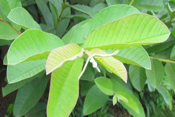 Lá ổi non chữa đau bụng