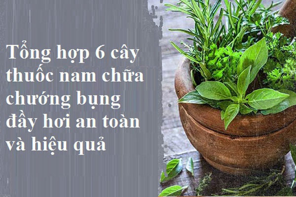 cây thuốc nam chữa chướng bụng đầy hơi