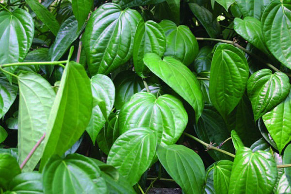 Chữa đau bụng bằng lá trầu không