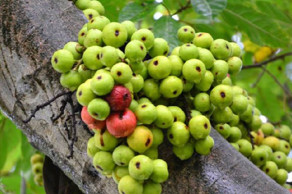 Chữa đau bụng bằng quả sung
