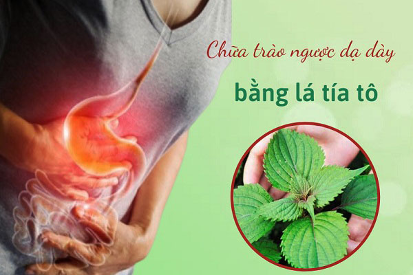 chữa trào ngược dạ dày bằng lá tía tô