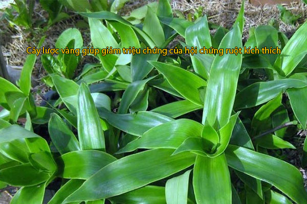 Cây lược vàng