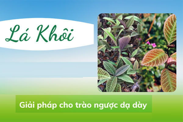 lá khôi chữa trào ngược dạ dày