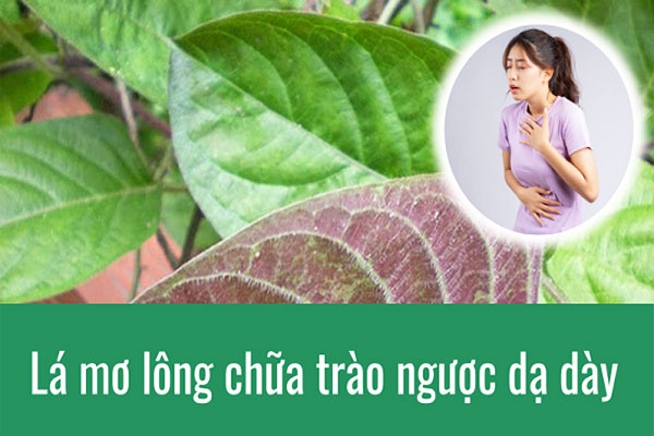 lá mơ lông chữa trào ngược dạ dày