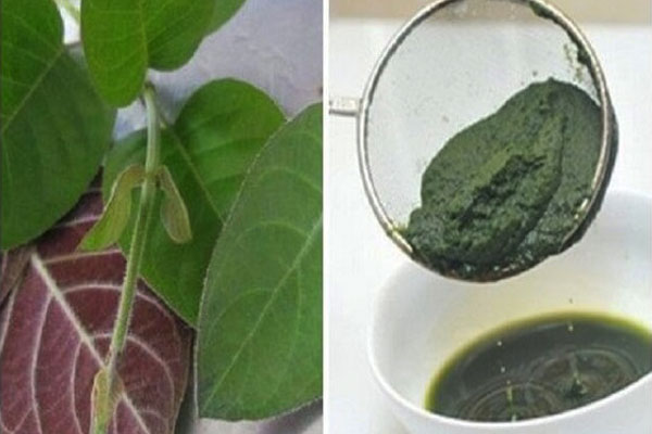 Uống nước ép lá mơ lông