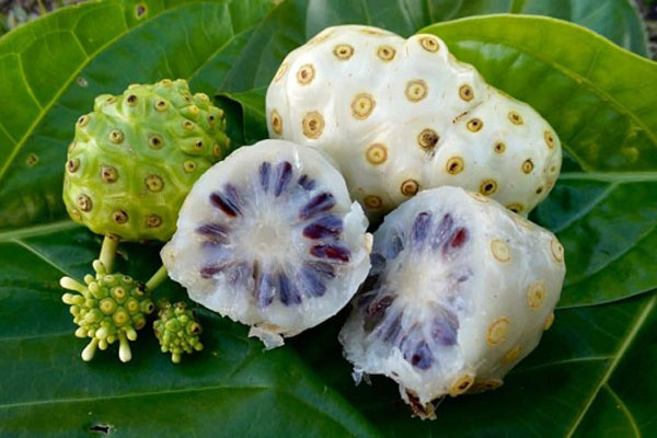 Cách trị mụn cóc ở tay bằng trái nhàu