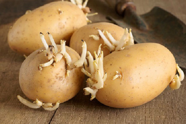 Khoai tây mọc mầm