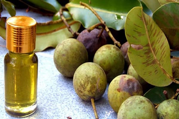 Dầu mù u giúp làm lành các vết nứt hậu môn