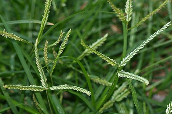 Cỏ mần trầu giúp ngăn rụng tóc