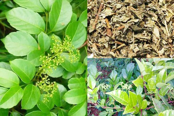 Cách chọn chè dây để chữa trào ngược dạ dày