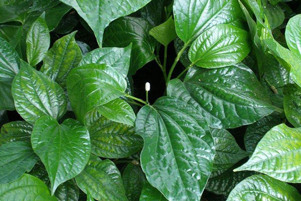 Lá lốt giúp làm ấm chân tay