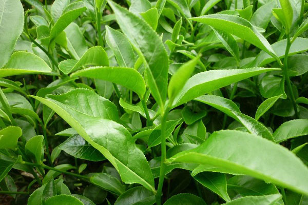 Trà xanh giúp giảm mồ hôi tay chân hiệu quả
