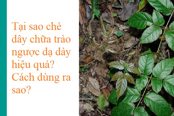 chè dây chữa trào ngược dạ dày