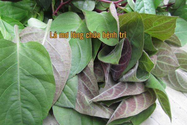 lá mơ lông chữa bệnh trĩ