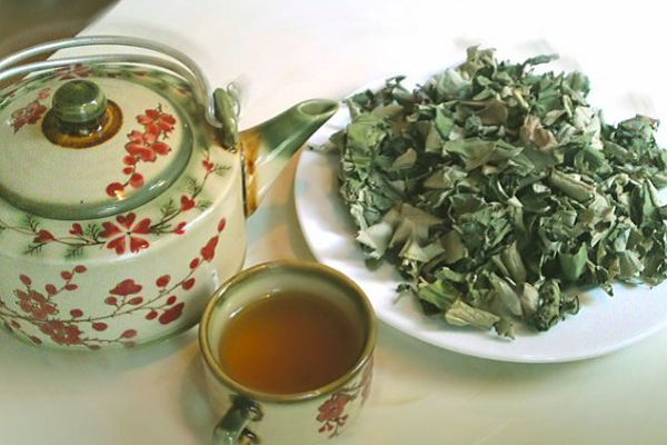 Dùng lá vú sữa khô chữa trào ngược dạ dày