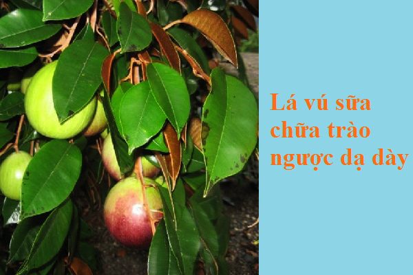 lá vú sữa chữa trào ngược dạ dày
