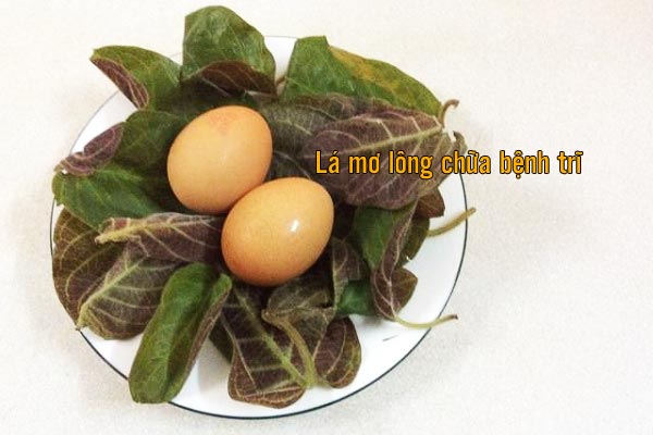 lá mơ lông và trứng gà tốt cho hệ tiêu hóa