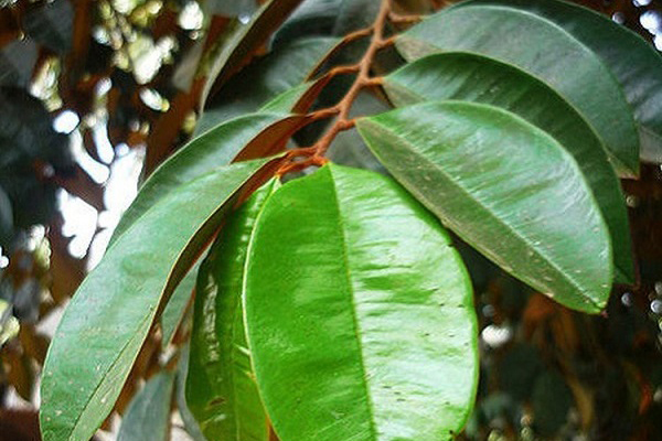 lá vú sữa chữa trào ngược dạ dày