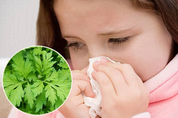 Lá ngải cứu trị viêm mũi dị ứng